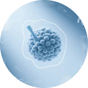 Organoid Model Construction Services