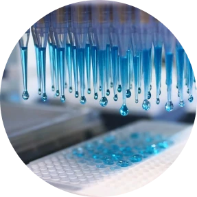 Organoid & Immune Cell Co-culture Service
